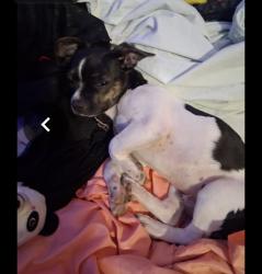 Lost Male Dog last seen Near hwy, San Antonio, TX 78227