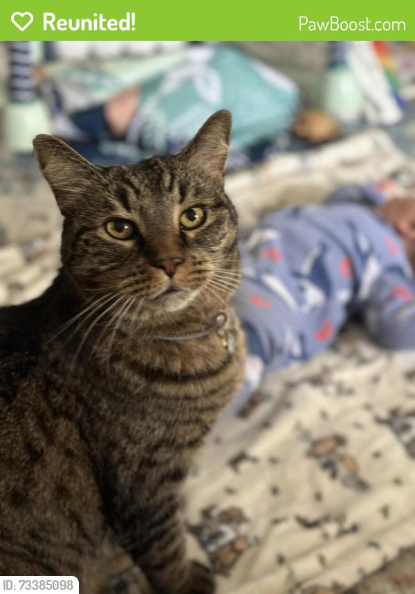 Reunited Male Cat last seen Vineyard Terrace, Napa, CA 94558