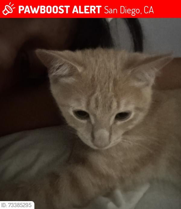 Lost Male Cat last seen College and El Cajon Blvd., San Diego, CA 92115