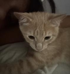 Lost Male Cat last seen College and El Cajon Blvd., San Diego, CA 92115