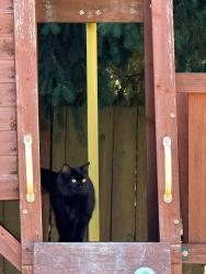 Lost Female Cat last seen Faith community church, Tacoma, WA 98445