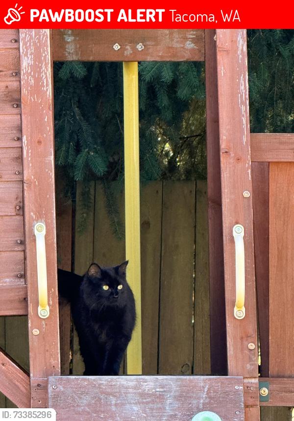 Lost Female Cat last seen Faith community church, Tacoma, WA 98445