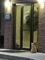 Found/Stray Unknown Cat last seen Talmage rd. At frankel dentistry, Toledo, OH 43623