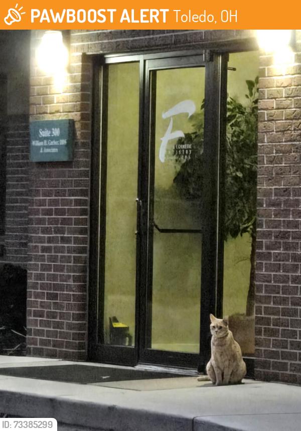 Found/Stray Unknown Cat last seen Talmage rd. At frankel dentistry, Toledo, OH 43623