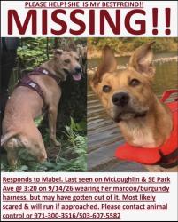 Reunited Female Dog last seen Oatfield and lake road near Milwaukie, Milwaukie, OR 97222