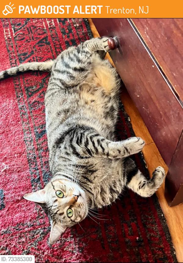 Found/Stray Female Cat last seen Near W State St, Trenton, NJ 08608, Trenton, NJ 08608