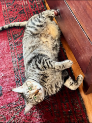 Found/Stray Female Cat last seen Near W State St, Trenton, NJ 08608, Trenton, NJ 08608