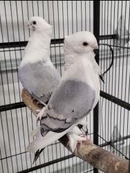 Lost Male Bird last seen Cooper & Sublet, Arlington, TX 76001