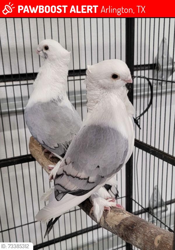 Lost Male Bird last seen Cooper & Sublet, Arlington, TX 76001
