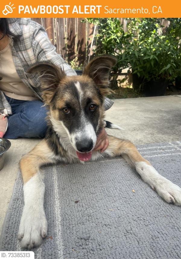 Found/Stray Male Dog last seen 65th St and Elder Creek Rd., Sacramento, CA 95828