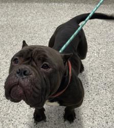 Shelter Stray Male Dog last seen Near BLOCK LANSDOWNS ST DETROIT MI 48224, 7401 Chrysler Dr, Detroit, MI 48211, USA