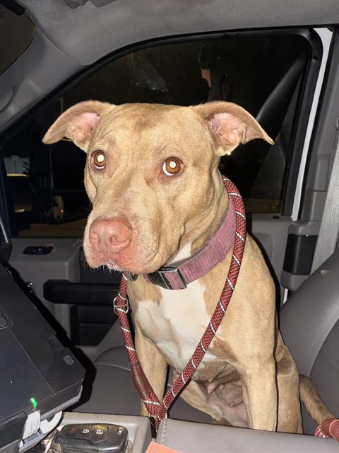 Shelter Stray Unknown Dog last seen Near BLOCK S WALKER AVE, OKLAHOMA CITY OK 73109, 2811 SE 29th St, Oklahoma City, OK 73129, USA