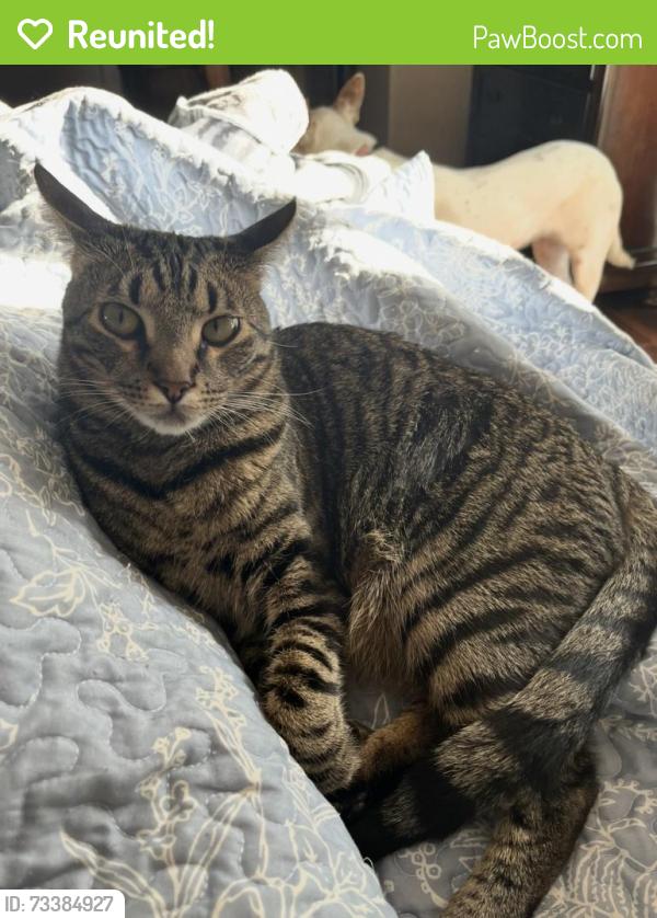 Reunited Male Cat last seen Shockley Rd., Auburn, CA 95603