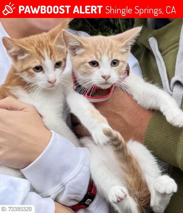 Lost Male Cat last seen Near Cothrin Ranch Road, Shingle Springs, CA 95682