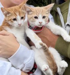 Lost Male Cat last seen Near Cothrin Ranch Road, Shingle Springs, CA 95682