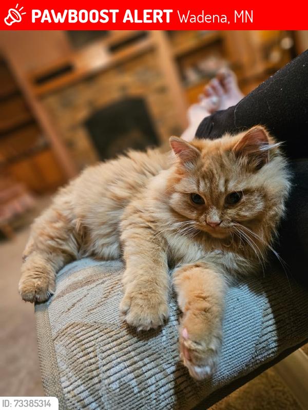 Lost Male Cat last seen Wadena alliance church, Wadena, MN 56482
