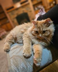 Lost Male Cat last seen Wadena alliance church, Wadena, MN 56482