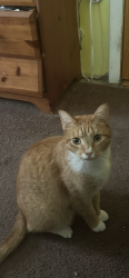 Lost Male Cat last seen Butternut lane, Levittown New York, Levittown, NY 11756