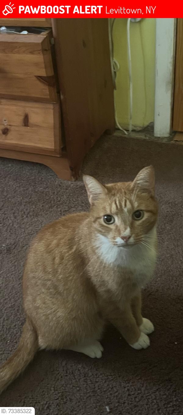 Lost Male Cat last seen Butternut lane, Levittown New York, Levittown, NY 11756