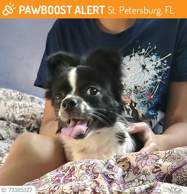 Found/Stray Female Other last seen 28th Street and 13th avenue North St Petersburg Florida 33713 in the alley, St. Petersburg, FL 33713