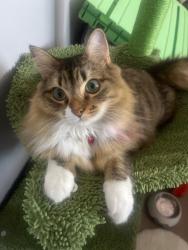 Lost Male Cat last seen Summer st/chapel, Canning, NS B0P 1H0