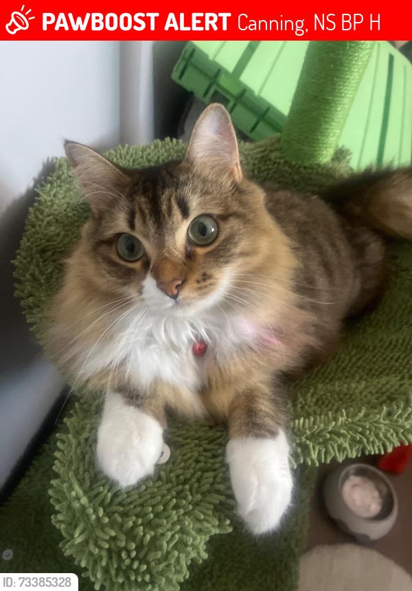 Lost Male Cat last seen Summer st/chapel, Canning, NS B0P 1H0