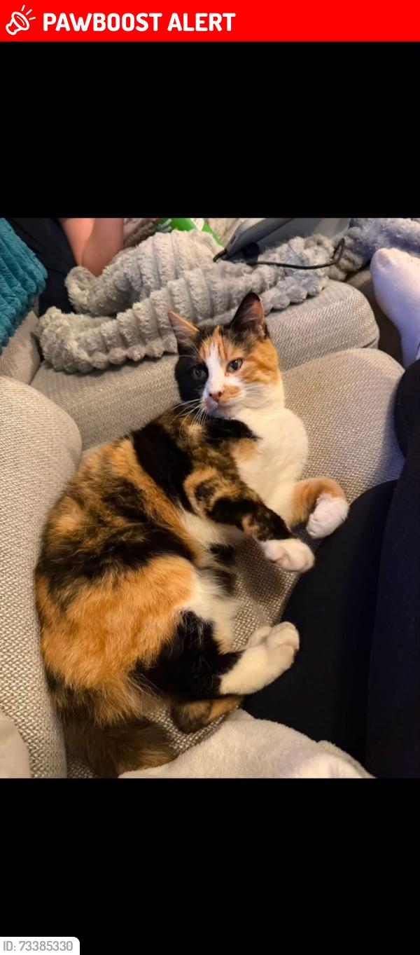 Lost Female Cat last seen Bridge road old st mellons, Old St. Mellons, Wales 