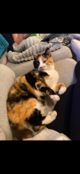 Lost Female Cat last seen Bridge road old st mellons, Old St. Mellons, Wales 