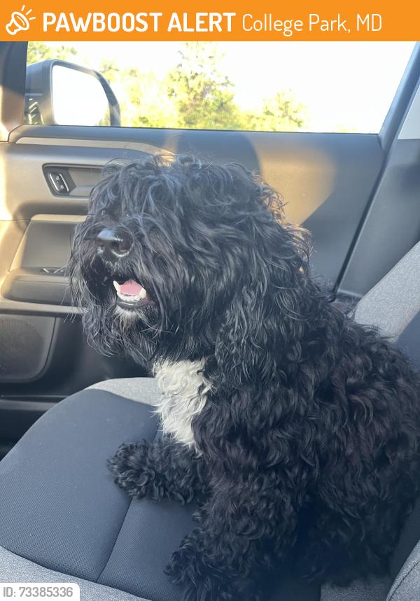 Found/Stray Male Dog last seen Campus Drive near IONQ Building. Close to UMD, College Park, MD 20740