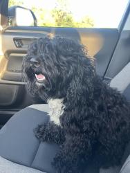 Found/Stray Male Dog last seen Campus Drive near IONQ Building. Close to UMD, College Park, MD 20740