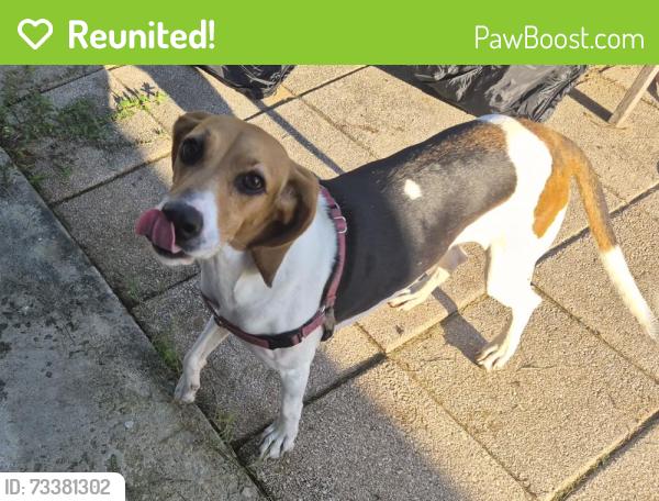 Reunited Female Dog last seen Ellison Wilson, Palm Beach County, FL 33408