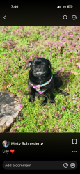 Lost Female Dog last seen Mission oaks, East Ridge, TN 37412
