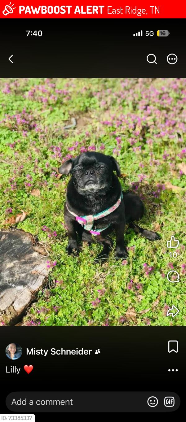 Lost Female Dog last seen Mission oaks, East Ridge, TN 37412