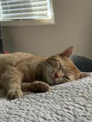 Lost Male Cat last seen Longs pond road, Lexington, SC 29073