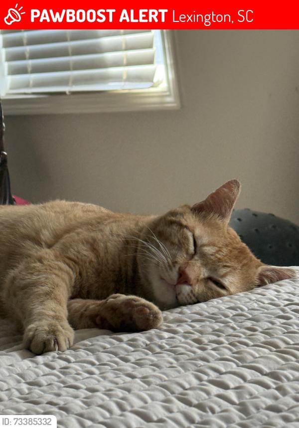 Lost Male Cat last seen Longs pond road, Lexington, SC 29073
