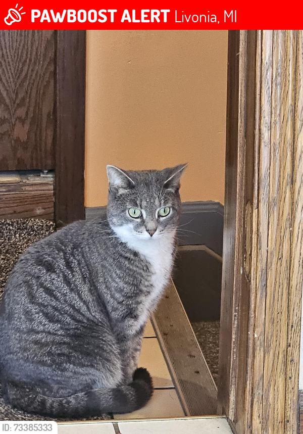 Lost Female Cat last seen Hines drive and Stark road, Livonia, MI 48150