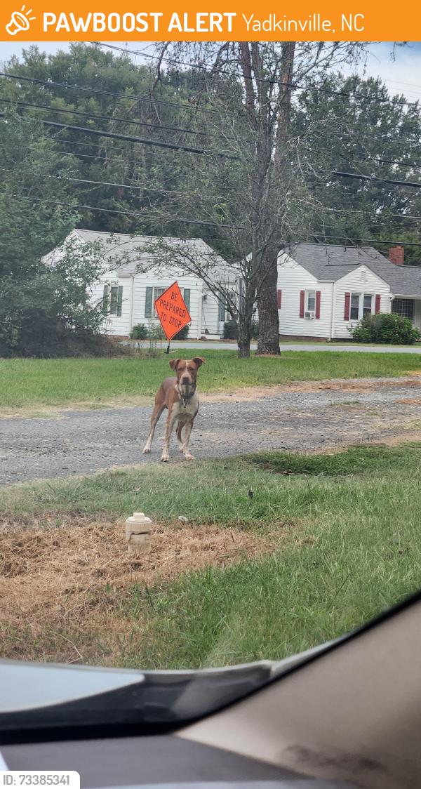 Found/Stray Male Dog last seen Yadkin Nursing Center, Yadkinville, NC 27055