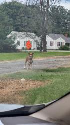 Found/Stray Male Dog last seen Yadkin Nursing Center, Yadkinville, NC 27055