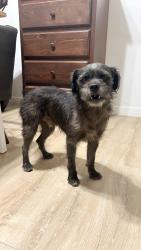 Found/Stray Male Dog last seen Pecan rec center, Los Angeles, CA 90033