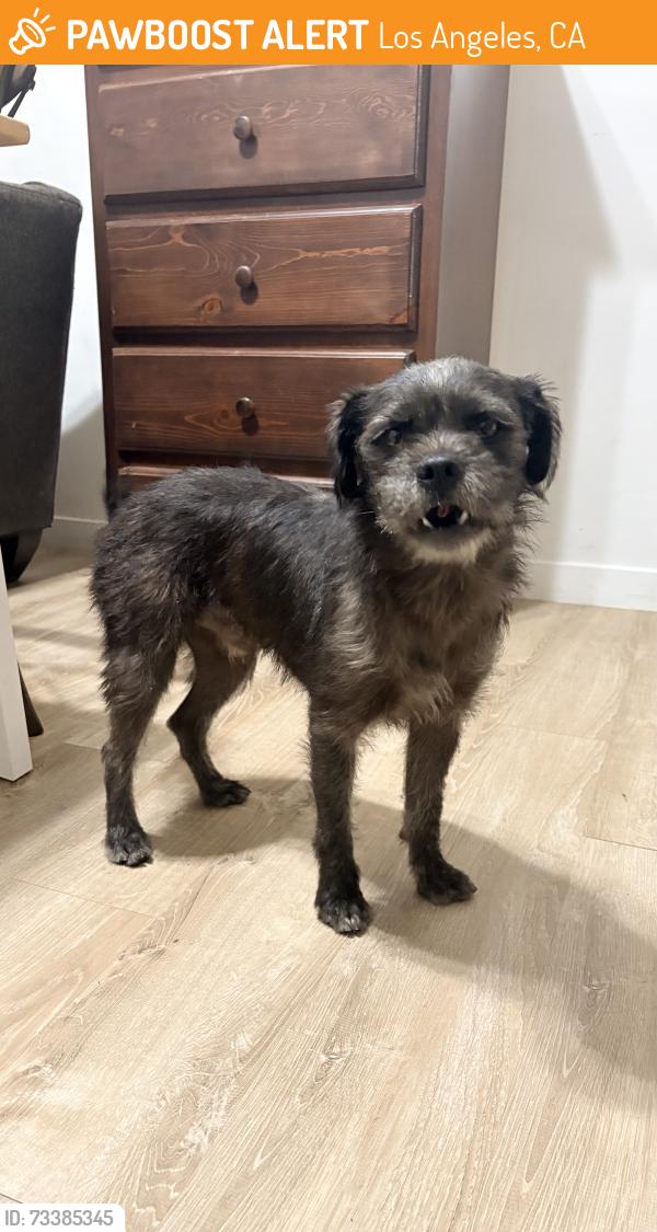 Found/Stray Male Dog last seen Pecan rec center, Los Angeles, CA 90033