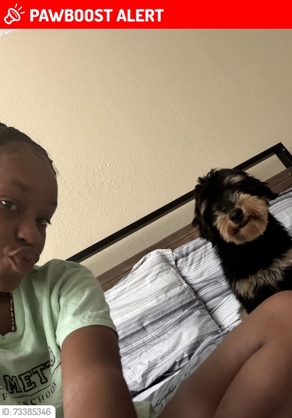 Lost Male Dog last seen PGA and military, Palm Beach Gardens, FL 33410