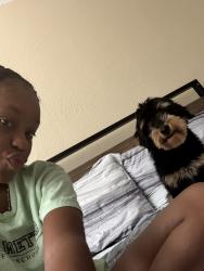 Lost Male Dog last seen PGA and military, Palm Beach Gardens, FL 33410
