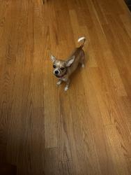 Lost Male Dog last seen Heritage subdivision, Romeoville, IL 60446