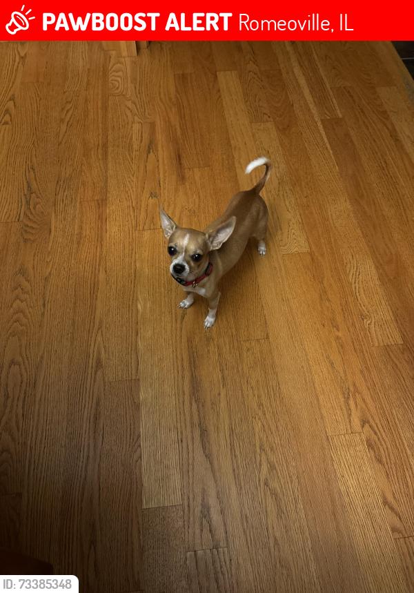 Lost Male Dog last seen Heritage subdivision, Romeoville, IL 60446