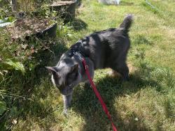 Lost Male Cat last seen Urban Ave and Center st in suquamish, WA, Suquamish, WA 98392