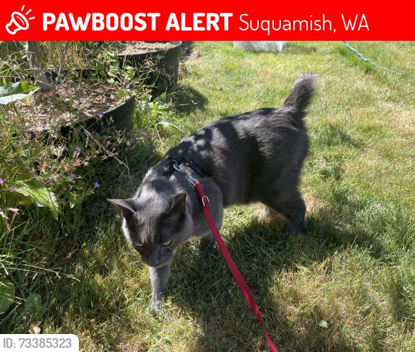 Lost Male Cat last seen Urban Ave and Center st in suquamish, WA, Suquamish, WA 98392