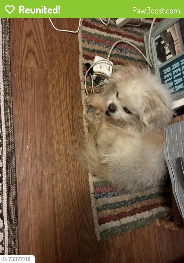 Reunited Male Dog last seen Woodbridge Drive/Greentree Circle, Jupiter, FL 33458