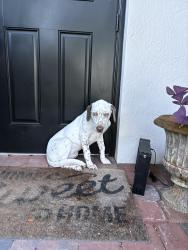 Found/Stray Male Dog last seen Silver palms hmstd, Miami-Dade County, FL 33032