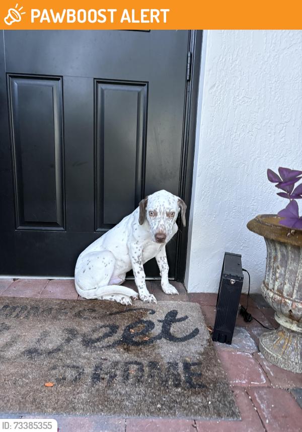 Found/Stray Male Dog last seen Silver palms hmstd, Miami-Dade County, FL 33032