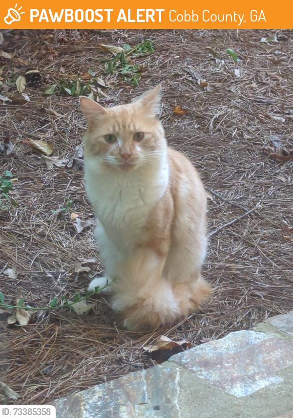 Found/Stray Male Cat last seen Cobb Parkway, Cobb County, GA 30339